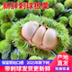 鮮級佳2025年新鮮白殼板栗球現(xiàn)貨刺球板栗白皮嫩毛栗子嫩板栗帶殼現(xiàn)摘 2500g 毛球板栗（帶刺）