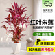 愛優(yōu)尚紅葉朱蕉造型盆栽室內(nèi)客廳網(wǎng)紅北歐大型植物好養(yǎng)綠植源頭直發(fā)