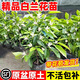 白蘭花盆栽玉蘭花樹(shù)苗帶花苞黃蘭室內庭院濃香型花卉植物 精品白蘭 四年苗
