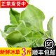 辰實【發(fā)順豐】山東冰草 新鮮冰菜 水晶花冰葉 火鍋即食生吃沙拉菜 3斤新鮮冰草