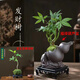 懷音福祿五福發(fā)財(cái)樹(shù)盆栽室內(nèi)好養(yǎng)綠植客廳桌面四季常青辦公室盆景 妖嬈發(fā)財(cái)樹(shù)+苔玉苔蘚球含密胺底
