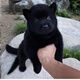 寵鮮萊純種五黑犬幼犬活體寵物狗狗小狗活物幼崽中華田園犬 寵物級 公
