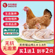 飛來峽清遠(yuǎn)瑤山雞供港無抗生鮮整雞肉山林散養(yǎng)農(nóng)家土雞母雞走地雞 瑤山雞1.4斤-1.8斤【買1贈1】