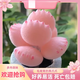 MPPMCK熊掌多肉植物熊童子【錦】網紅新款迷你小多肉陽臺桌面小盆栽室內 變色粉熊-5葉  后期純粉 不含盆