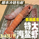 1000g特大海鰲蝦國產野生新鮮日料鮮甜刺身鮮活速凍海鮮水產順豐 刺身級別海鰲蝦 1000g(凈重)  【大蝦約18cm】6-8只/盒