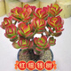 OEMG紅花玉樹(shù)紅葉老樁多頭多肉群生植物盆栽陽(yáng)臺綠植花卉辦公室新手 三年搖錢(qián)樹(shù)玉樹(shù)(不帶盆)紅紅火火
