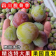 果領(lǐng)隊正宗四川脫骨李新鮮孕婦水果【現(xiàn)摘現(xiàn)發(fā)】當(dāng)季爆甜脆甜半邊紅包郵 5斤【精品青黃脆李大果凈4.5斤】