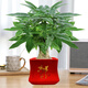 格調生活大號發(fā)財樹(shù)室內三桿陶瓷盆陽(yáng)臺辦公好養綠植盆栽花卉招財寓意植物 大號發(fā)財樹(shù)+紅色方形吉祥如意陶瓷盆 帶盆栽好