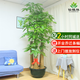 仙植緣【2小時同城配送】2米大型發(fā)財樹盆栽綠植辦公室客廳開業(yè)喬遷送禮 |約2.1米|五桿發(fā)財樹|原始膠盆 專車送貨 更快更好