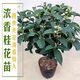 御春閣 桂花樹(shù)苗盆栽植物庭院花卉觀(guān)花植物室內帶花四季桂嫁接濃香盆景 四季桂 4年苗【開(kāi)花多】