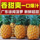 黃六爺廣東徐聞湛江水果菠蘿10斤新鮮水果應季當季整箱鳳梨香水金菠蘿果 帶箱5斤【中果】新鮮超甜