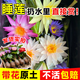 臨雅睡蓮水培植物花卉帶花苞根塊荷花盆栽水養蓮花隨機色2盆源頭直發(fā)