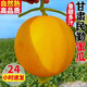 【爆甜 · 多汁】現(xiàn)摘甘肅民勤沙漠蜜瓜頭茬蜜瓜應(yīng)季水果整箱香瓜 9-10斤帶箱【特級大果2-3個】