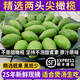 良知農(nóng)哥 【順豐】新鮮現(xiàn)摘兩頭尖橄欖 潮汕青橄欖生青果燉豬肚泡茶煲湯 精選兩頭尖1斤丨順豐陸運(yùn)