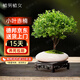 植男植女小葉赤楠發(fā)財樹植物室內(nèi)招財樹盆景辦公桌面綠植禪意盆栽源頭直發(fā)