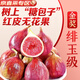 田良季紅皮無花果鮮果【JD/順豐-多地次日達(dá)】云南四川孕婦水果送禮品 2斤裝【劃算】凈重1.8斤 商超品質(zhì)果| 甜 | 單果40g+