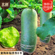 北蔬 冰糖脆水果蘿卜種子苗生吃羅卜秋季蔬菜籽 冰糖脆蘿卜種子1000粒