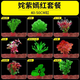 勝畫魚缸水草植物直接入缸真水草凈化竹節(jié)草蜈蚣草懶人養(yǎng)魚水草造景 【入缸成景套餐C】適合40-50CM缸