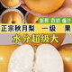 【只賣正品】正宗山東現(xiàn)摘脆甜頭茬秋月梨 新鮮時令鮮果梨子整箱 5斤 凈重4.5斤 精選裝