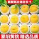 粵迎山東蒙陰黃桃新鮮時令桃子現(xiàn)摘黃金黃毛桃桃子水果高山黃桃生鮮 5斤精選果【老農(nóng)手挑】凈4.5斤