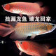 金龍魚活魚血紅幼苗印尼紅龍古典魚苗藍(lán)底熱帶魚熱帶觀賞魚練手 2-3厘米紅龍魚苗（未發(fā)色） 紅龍幼苗公母3對(duì)配1條精品苗