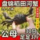 【活蟹】鮮活正宗盤(pán)錦河蟹六月黃蟹大閘蟹公母30只蟹螃蟹稻田蟹 【無(wú)繩】3斤公母 30只1.2-0.9兩