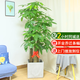 仙植緣【2小時(shí)同城配送】2米大型發(fā)財樹(shù)盆栽綠植辦公室客廳開(kāi)業(yè)喬遷送禮 |約1.75米|步步高發(fā)財樹(shù)|水泥盆 專(zhuān)車(chē)送貨 更快更好