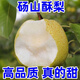 正宗安徽碭山梨新鮮現(xiàn)摘湯山酥梨農(nóng)家當季脆甜水果3/5斤大果包郵 3斤 實惠裝丨55-60mm