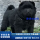 黑犬田園犬黑狗中華活體犬護衛(wèi)犬幼犬土狗 混血級 公母備注 混血(45日齡-12月齡)