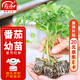 壽禾 普羅旺斯番茄苗蔬菜苗沙瓤西紅柿 普羅旺斯苗3盒源頭直發(fā)包郵