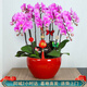 仙植緣【2小時(shí)達】蝴蝶蘭花卉盆栽開(kāi)業(yè)喬遷中秋送禮物同城配送 6支|安娜椒蝴蝶蘭|紅盆 可提前拍照 送貨上門(mén)