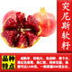 磊運石榴樹(shù)樹(shù)苗特大突尼斯軟籽石榴帶土地栽盆栽庭院果樹(shù)無(wú)籽石榴樹(shù)苗 突尼斯軟籽3公分粗【當年結果】 70cm(含)-79cm(含)