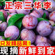 新鮮現摘紅心三華李大果酸脆多汁應季水果果園直發(fā)送椒鹽紅肉李 5斤 大果