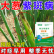 菌立清大蔥病菌清殺菌劑微生物菌劑正品干尖黃葉銹病害專用肥料劑 【8袋裝】專治各種大蔥病害