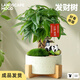 植男植女發(fā)財樹(shù)辦公桌面綠植盆栽室內奶油風(fēng)景美觀(guān)好養瓷盆辮子源頭直發(fā)
