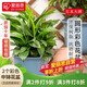 愛(ài)麗思（IRIS）大號(hào)塑料花盆樹(shù)脂陽(yáng)臺(tái)多肉種植盆仿陶瓷菜盆 藍(lán)色口徑36.8cm2個(gè)裝