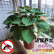 紫蘇盆栽紫蘇苗帶土可食用新鮮雙面香草紫蘇葉苗綠植庭院陽(yáng)臺四季 【紫蘇】小盆加侖盆   送營(yíng)養土2L