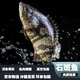 大石斑魚(yú)新鮮老虎斑活斑速凍海捕大海魚(yú)整條鮮活冷凍老虎斑 2-2.5斤/條 2條裝