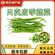 江西新鮮現(xiàn)摘辣椒農(nóng)家種植萍鄉(xiāng)薄皮土辣椒線椒微辣青椒季節(jié)蔬菜 新鮮現(xiàn)摘 3斤