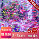 西洲曲七彩斑馬魚(yú)觀(guān)賞魚(yú)小型魚(yú)熱帶魚(yú)燈科魚(yú)淡水魚(yú)好養耐活群游練手魚(yú) 2-3cm糖果斑馬6條保4色