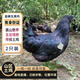 緣琳山身份證 烏雞 新鮮  農(nóng)家 山區(qū) 散養(yǎng) 無抗土雞 烏雞  一雞一證 無抗金蟬五黑雞【2只裝】