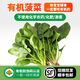 有機菠菜新鮮采摘可追溯幼兒輔食優(yōu)選 【有機認證】適合寶寶體質(zhì) 有機菠菜2斤裝
