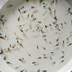 孔雀小魚(yú)活體觀(guān)賞魚(yú)耐活好養冷熱水健康暑期寶寶新手懶人推薦優(yōu)質(zhì) 孔雀魚(yú)小魚(yú)20條加6條送專(zhuān)用飼料
