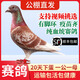 鴿子活一對公母原配信鴿公棚血統賽鴿種鴿活物觀(guān)賞鴿活體血統鴿 紅雨點(diǎn) 種鴿【紅狐血統】一對