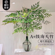 臨雅水培植物九里香盆栽桌面驅(qū)蚊綠植室內(nèi)茉莉鮮花水養(yǎng)花卉懶人四季開 【A級(jí)大冠幅】南天竹60-80cm【買一送一】
