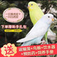 萬(wàn)寵匯 鳥(niǎo)活體虎皮鸚鵡籠養牡丹玄風(fēng)活鳥(niǎo)學(xué)說(shuō)話(huà)手養小太陽(yáng)鸚鵡寵物鸚鵡 白色虎皮+黃色虎皮