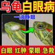 烏龜白眼病專用藥特效閉眼蒙睜不開紅腫細(xì)菌感染巴西龜草龜眼藥水 20ml 1瓶 【快速治療】