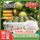 農果傳橙正宗蘇州樹(shù)山翠冠梨子【JD多地次日達】現摘當季香酥脆蜜梨禮盒裝 A級中果【單果4-6兩】 10斤精美禮盒裝