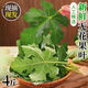 同仁堂無(wú)花果葉子痔瘡 新鮮無(wú)花果葉中藥材新鮮樹(shù)葉無(wú)花果樹(shù)葉精選枝葉 1斤凈重【現(xiàn)摘現(xiàn)發(fā)*無(wú)花果葉】