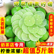 泰國塔希提無籽青檸檬9斤新鮮水果現(xiàn)摘一級青檸金桔香水檸檬順豐L 1斤裝【試吃嘗鮮】